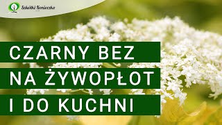 Czarny bez (Sambucus nigra) - krzew idealny na żywopłot