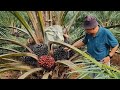 pohon indukan kelapa sawit Thailand Ini indukan varietas golden tenera KB thailand generas ke 2