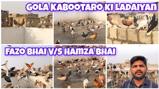 Fazo Bhai V/S Hamza Bhai | Gola Kabootaro ki ladaiyan | 🇵🇰 Most Expensive | Gola kabutar | ghagre