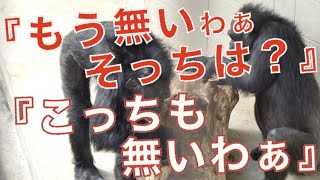 【円山動物園チンパンジー】人間っぽいかも！？