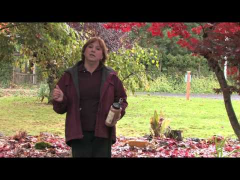 Garden Maintenance : How to Repel Raccoons Garden Maintenance : How to Repel Raccoons