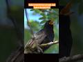 bird dangerous sound in forest #cuteanimal #trending #shortvideo