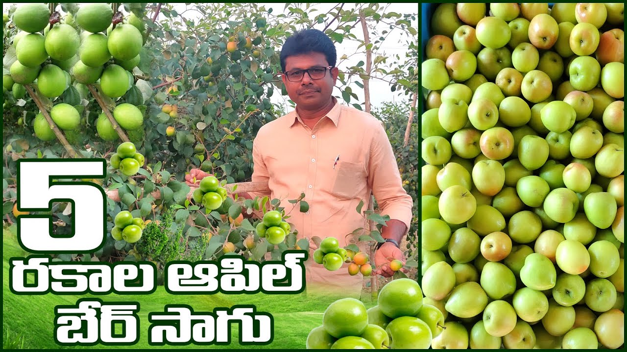 ఐదు రకాల ఆపిల్ బేర్ సాగు | Different Varieties of Apple Ber Farming | AgriTech Telugu