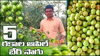 ఐదు రకాల ఆపిల్ బేర్ సాగు | Different Varieties of Apple Ber Farming | AgriTech Telugu