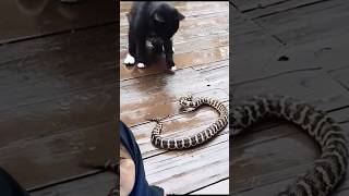 snack😱😁 #お手柔らかにw vs cat #snake #cat #wildlife #animals #leopard #shortsyoutube