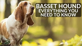 BASSET HOUND 101! Everything You Need To Know About Owning A Basset Hound Puppy