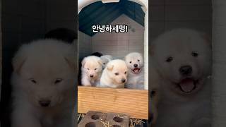 안녕하세멍🐾! 이제 보러가면 마중나오는 아가들 모두 순둥순둥해.. #pet #반려견 #dog #puppy #animais #강아지 #강아지쇼츠 #진도믹스#성장과정 #사고르자브종