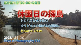 【写真の日々 Days of Photography 134】RF100-400で休園日の探鳥/初GoProで失敗