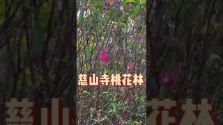 慈山寺桃花林