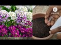 easy trick use 100% germination flowers u0026 vegetables seeds spouting