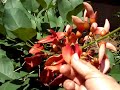 erythrina crista galli in bloom