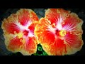 Самые красивые ГибисКусы ч.1 the most beautiful hibiscus part 1