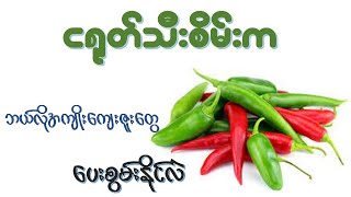 ငရုတ်သီးစိမ်း ရဲ့အကျိုးအာနိသင် (၁၈) မျိုး   I  Health Benefits of Green peppers