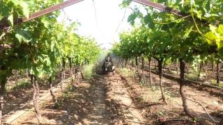 Grapes spraying