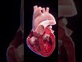 3d animated blood flow of the heart anatomy meded 3dmodel