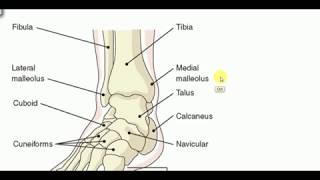 Lower Limb , BONES , ANATOMY Lectures