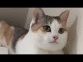 😂 Funniest Cats and Dogs Videos 😺🐶 || 🥰😹 Hilarious Animal Compilation №421