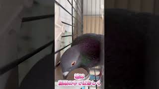 実はスゴイ！鳩の水の飲み方‼トッピとスズハ2023/10/7撮影 #土鳩 #鳩