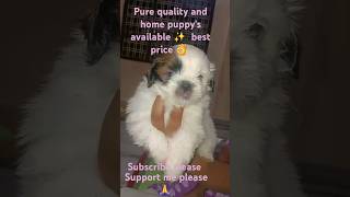 @#Shih Tzu puppy's for sale#@ CSpets1288, , @365 days  all breed puppy's available, ph:8367337050