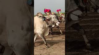 Haridagiri Suresh killeri Bulls