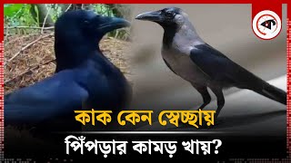 কাক কেন স্বেচ্ছায় পিঁপড়ার কামড় খায়? | Crow | Animal Facts | Kalbela