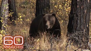 Searching for grizzlies? Bring your bear spray