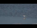 natuur in zeeland groenpootruiter jaagt bij baarland