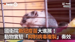 國衛院新冠疫苗大進展！動物實驗「抑制病毒複製」奏效｜新冠肺炎｜防疫｜看新聞