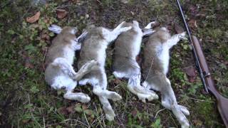 Newfoundland Rabbit Snaring