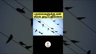 பறவைகளுக்கு ஏன் Shock அடிப்பதில்லை 🤔 | why dont birds get electrocuted #shorts #minifactstamil