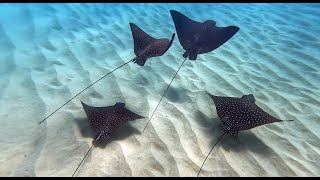 Ka'anapali Maui | Swimming With Spotted Eagle Rays in Hawai'i