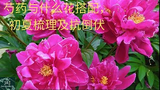 014【J\u0026J花漾年華】芍药6月初夏护理，梳理及抗倒伏, 芍药与什么花搭配,  Pfingstrosen pflegen im Frühsommer, Early summer peony care