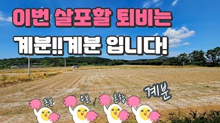 [마늘명가TV]2023.08.05 마늘명가 더울수록 땀흘려 일하자!!(퇴비뿌리기 딱 좋은온도36도ㅋ!!.