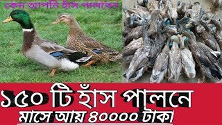 ১৫০ টি হাঁস পালনে মাসে লাভ ৪০০০০। ১৫০ টি হাঁস পালনে লাভ লস। duck farming.