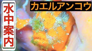 カエルアンコウまでの道のりを案内します♪【水中ガイド】