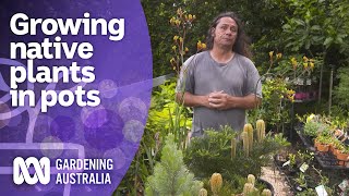 Great native plant options for growing in pots | Australian native plants | Gardening Australia