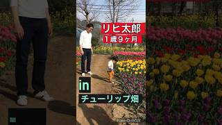 リヒ太郎（１歳９ヶ月）とチューリップ畑をお散歩！#1才 #お散歩 #チューリップ #babyboy #walking #tulip