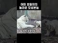 큰 소리가 나자 어미 호랑이의 놀라운 모성 본능