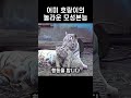 큰 소리가 나자 어미 호랑이의 놀라운 모성 본능