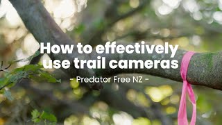 How to effectively use trail cameras