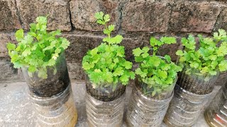 धनिया कैसे उगाये घर पर?who to grow coriander in house. Dhaniya Kaise ugaya Ghar per. coriander.