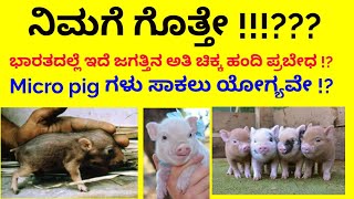 Mini pig facts in Kannada | Pygmy Hog facts in Kannada |