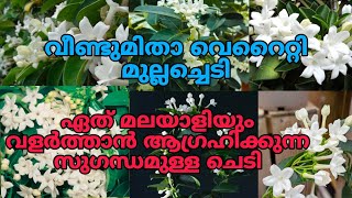 🥰🌼🌻ഇത്രയും ഭംഗിയുള്ളൊരു മുല്ലച്ചെടി വേറെയില്ല, വേഗം പോരെ മഡഗാസ്കർ മുല്ല ചെടി ഓഫർ വിലയിൽ 3ദിവസം#reels