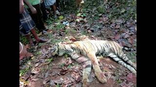 இங்கே எப்படி புலி தாக்குதல்😱| tiger🐯death  எப்படி நடந்தது#youtube #tiger #forest #kanniyakumari #leo