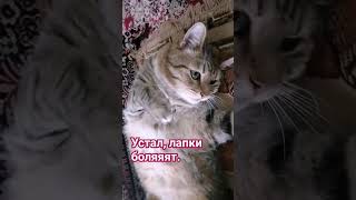 Устал.#прикольноевидео#смешныекоты#котики #cat#кошки#коты #кошка#shortvideo #рекомендации#shorts