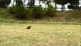 Prairie　dog　チャボ＆小梅　公園散歩（2013年10月31日）①