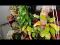 money plant vaasthu.മണിപ്ലാന്റ് ഇങ്ങിനെ ചെയ്തു നോക്കു. വാസ്തു 👌