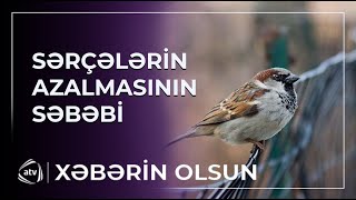 Bakıda sərçələr niyə azalıb? - SƏBƏB MƏLUM OLDU / Xəbərin olsun