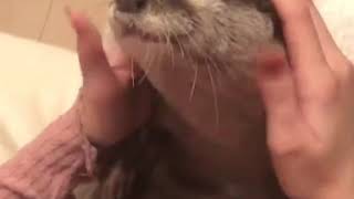 Petting An Otter Looks Too Relaxing