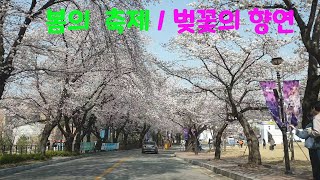 순천향대학교 벚꽃의 향연 /팦콘이 활짝~~#벚꽃#만발#팦콘#드라이브#Cherry blossom#drive